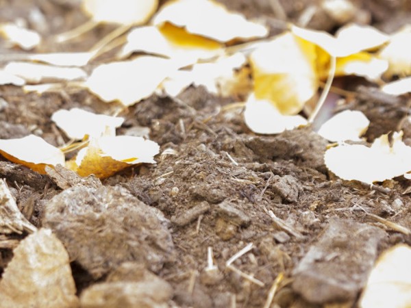 healthy soil with organic matter