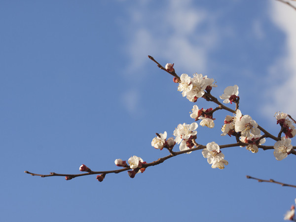 Warm weather bring early bloom