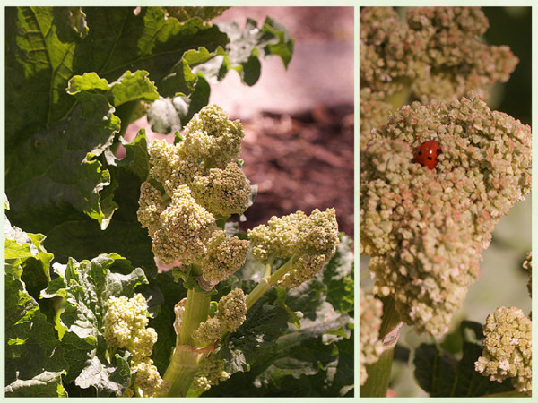 rhubarb bolting