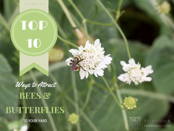 Attracting Bees & Butterflies