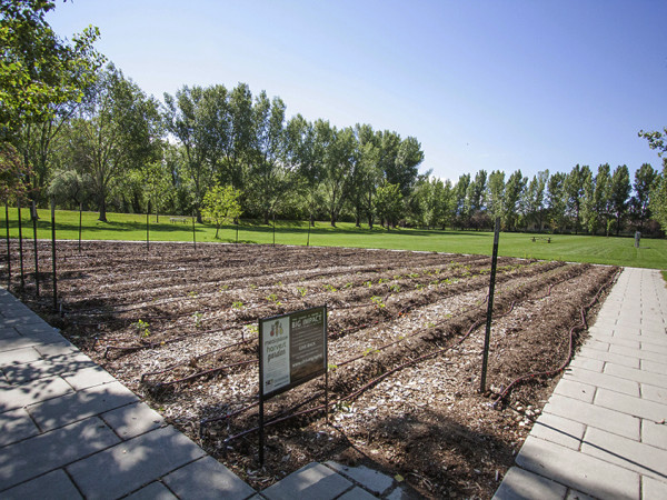 Meals Plus Harvest Garden