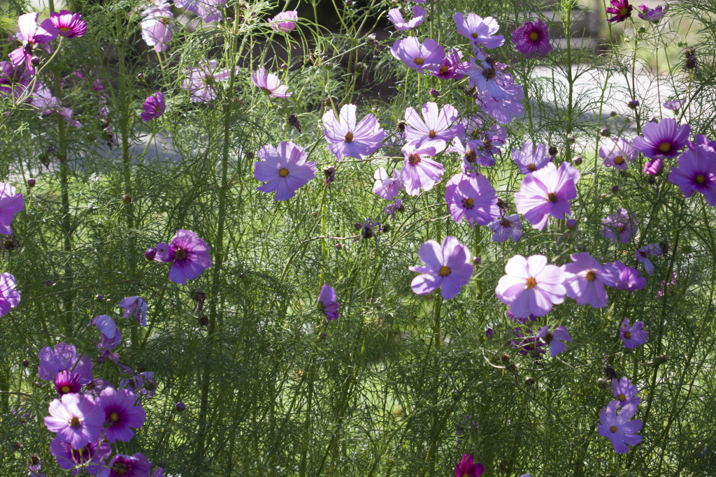 flowers in the garden