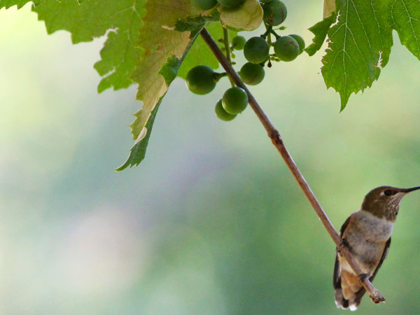Hummingbirds in the Garden