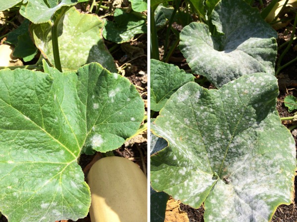 Plant Disease- Mildew