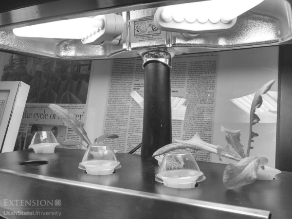 starting seeds indoors