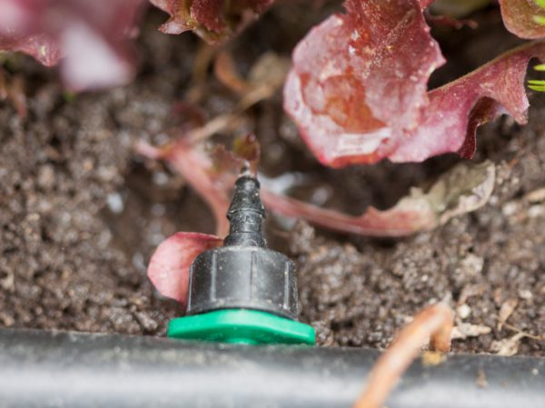 drip irrigation in garden