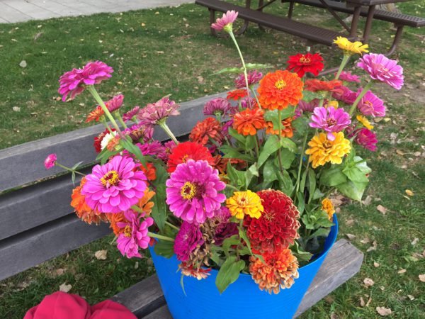 basket of zinnias