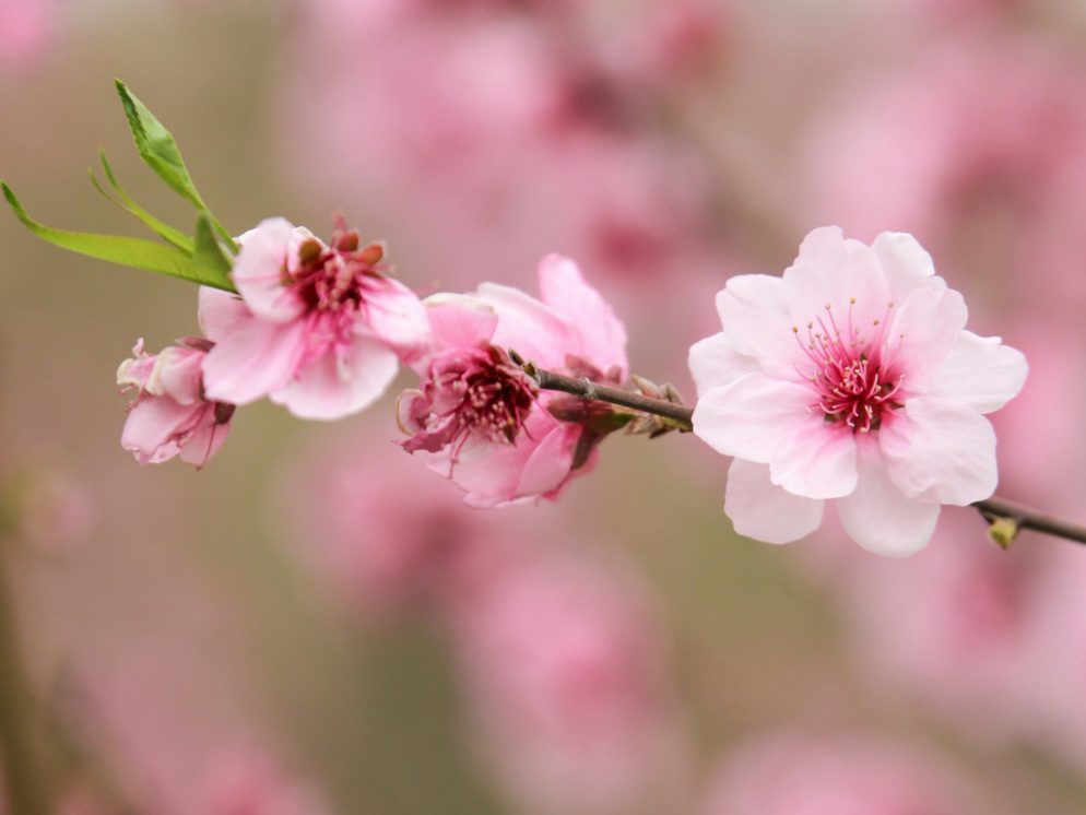 blossoms on fruit tree